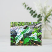 TRILLIUMS POSTCARD POSTKARTE (Stehend Vorderseite)