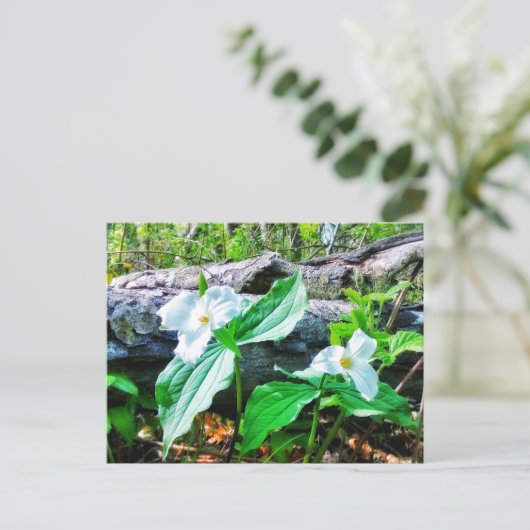TRILLIUMS POSTCARD POSTKARTE (Stehend Vorderseite)