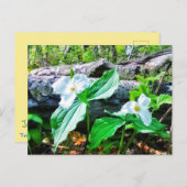 TRILLIUMS POSTCARD POSTKARTE (Vorne/Hinten)