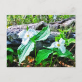 TRILLIUMS POSTCARD POSTKARTE (Vorderseite)