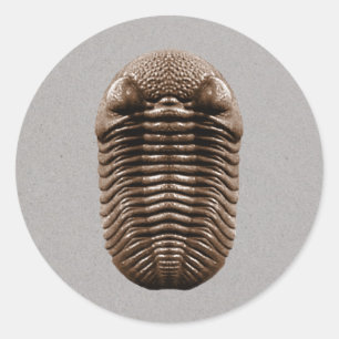 Trilobit-Aufkleber Runder Aufkleber