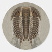 Trilobit Fossil Sticker (Vorderseite)