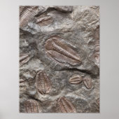 Trilobit, Fossil: TRILOBITES FOSSILS Poster (Vorne)