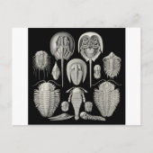 Trilobit! Postkarte (Vorderseite)
