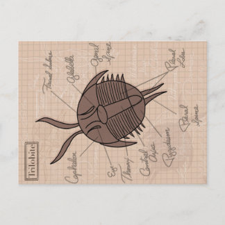 Trilobit Postkarte