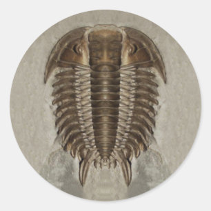 Trilobite Fossil-Aufkleber Runder Aufkleber