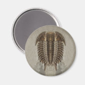 Trilobite Fossil Magnet (Vorderseite/Rückseite)