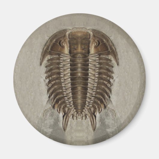 Trilobite Fossil Magnet (Vorne)
