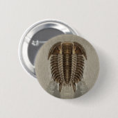 Trilobite Knopf Button (Vorne & Hinten)