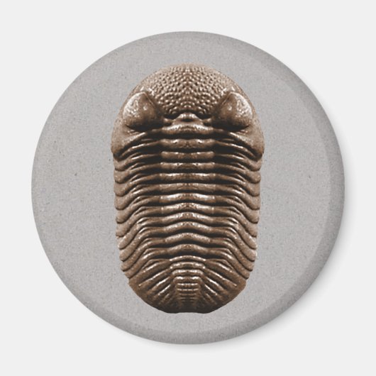 Trilobite Magnet (Vorne)