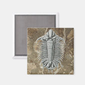 Trilobite Magnet (Vorderseite/Rückseite)
