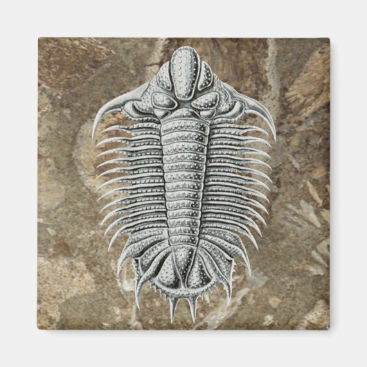 Trilobite Magnet (Vorne)