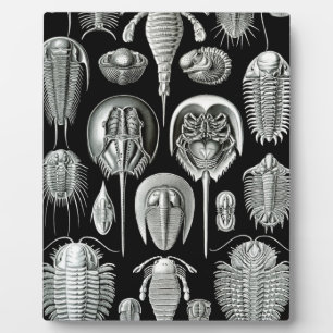 Trilobites and Fossils in Black and White Fotoplatte