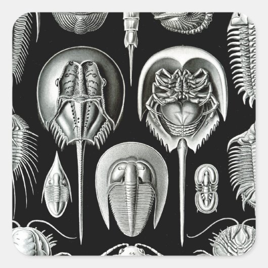 Trilobites and Fossils in Black and White Quadratischer Aufkleber (Vorderseite)