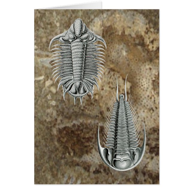 Trilobites Karte (Vorne)