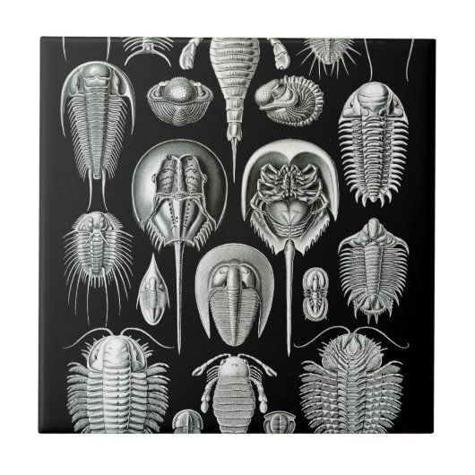 Trilobites und Fossilien in Schwarzweiss Fliese (Vorderseite)