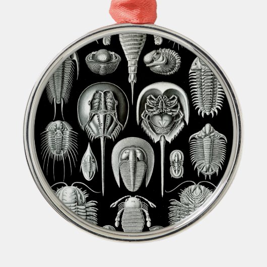 Trilobites und Fossilien in Schwarzweiss Silbernes Ornament (Vorne)