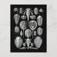 Trilobites und Seeskorpione