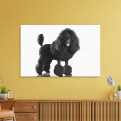 Trimmschwarz Poodle Leinwanddruck (Insitu (Wohnzimmer))