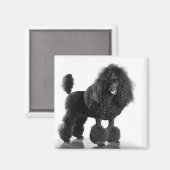 Trimmschwarz Poodle Magnet (Vorderseite/Rückseite)