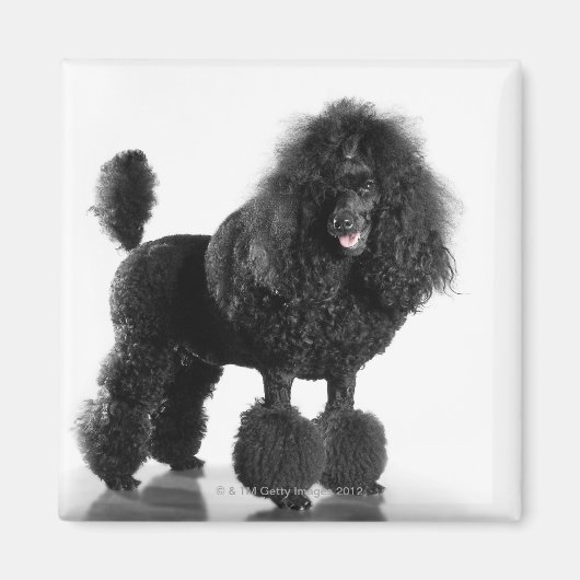 Trimmschwarz Poodle Magnet (Vorne)