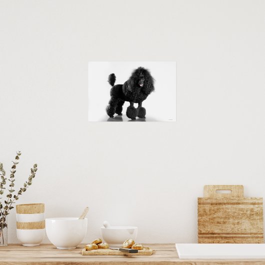 Trimmschwarz Poodle Poster (Küche)