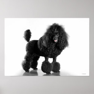 Trimmschwarz Poodle Poster