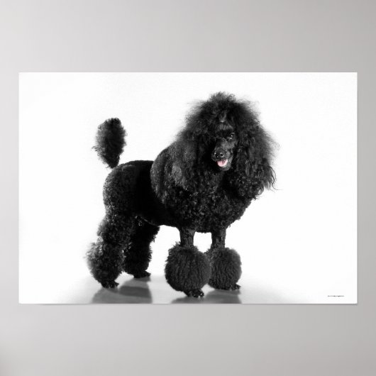 Trimmschwarz Poodle Poster (Vorne)
