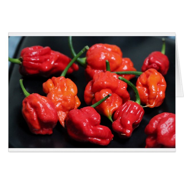 Trinidad Scorpion Hottest Chili (Vorderseite (Horizontal))