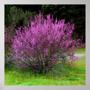 Trinity County Red Bud Baum..... Poster