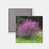 Trinity Landkreis Red Bud Baum...... Magnet (Vorderseite/Rückseite)