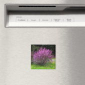 Trinity Landkreis Red Bud Baum...... Magnet (In Situ (Geschirrspüler))