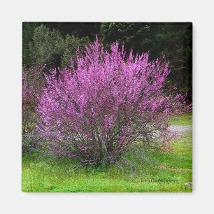 Trinity Landkreis Red Bud Baum...... Magnet
