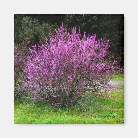 Trinity Landkreis Red Bud Baum...... Magnet (Vorne)