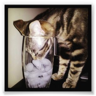 Trink-Dieb-Katze von Shirley Taylor Fotodruck