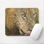 Trinken von Löwen, Greater Krüger National Mousepad (Mit Mouse)