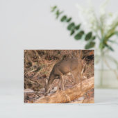 Trinkende Damhirschkuh Postkarte (Stehend Vorderseite)