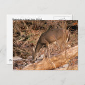Trinkende Damhirschkuh Postkarte (Vorne/Hinten)