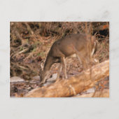 Trinkende Damhirschkuh Postkarte (Vorderseite)