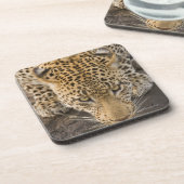 Trinkender Leopard, größerer Kruger Nationalpark, Untersetzer (Linke Seite)