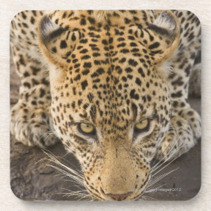 Trinkender Leopard, größerer Kruger Nationalpark Untersetzer