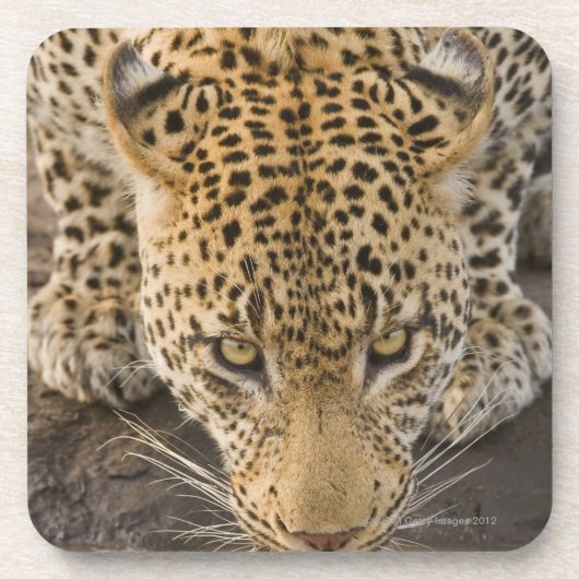 Trinkender Leopard, größerer Kruger Nationalpark, Untersetzer (Vorderseite)