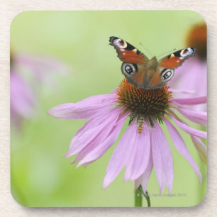 Trinkender Nektar des Pfauschmetterlinges (Inachis Getränkeuntersetzer