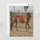 Trinket Postkarte (Vorne/Hinten)