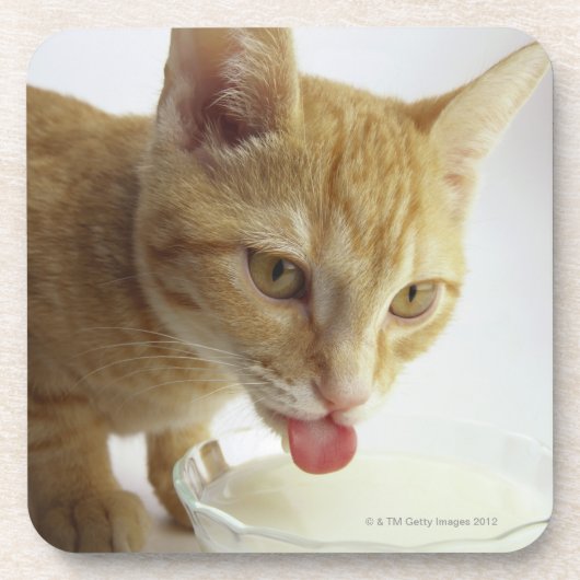 Trinkmilch der Katze Untersetzer (Vorderseite)