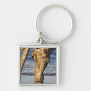 Trinkwasser der Giraffe (Giraffa Camelopardalis) Schlüsselanhänger