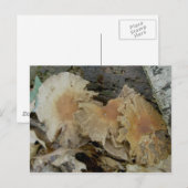 Trio-Age Pilze Postkarte (Vorne/Hinten)