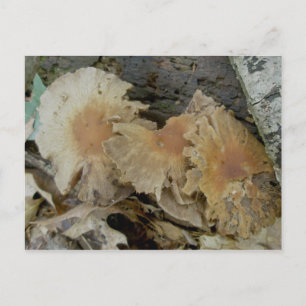 Trio Aged Mushrooms Postkarte