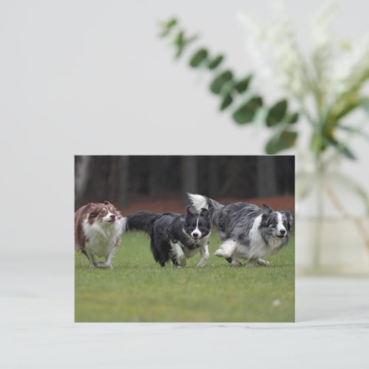 Trio-Colliese Postkarte (Stehend Vorderseite)