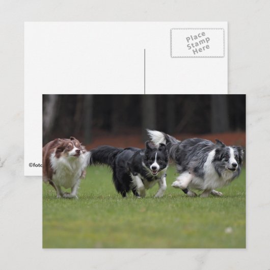 Trio-Colliese Postkarte (Vorne/Hinten)